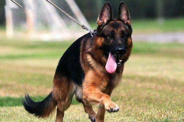 金毛与拉布拉多谁是更好的导盲犬,拉布拉多金毛导盲犬