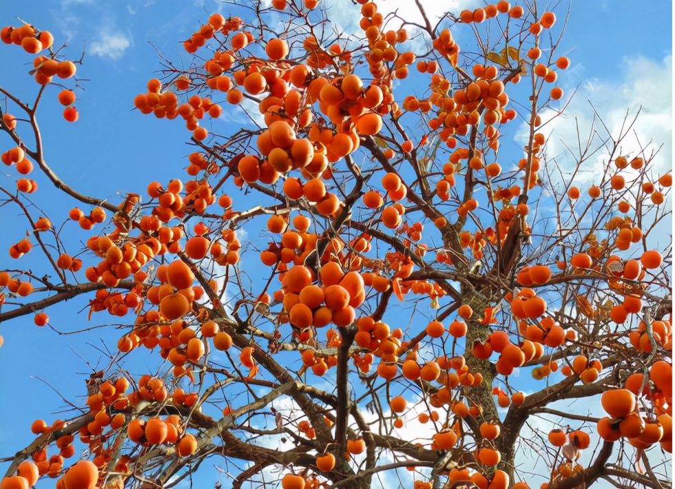 寿命达300年,曾是我国的“铁杆庄稼”,如今却常掉一地无人捡