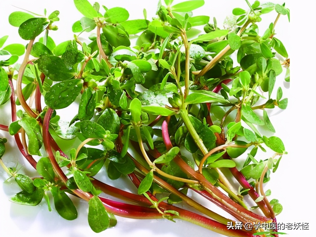 救命的马齿苋大医本草堂,中药救命药哪三种