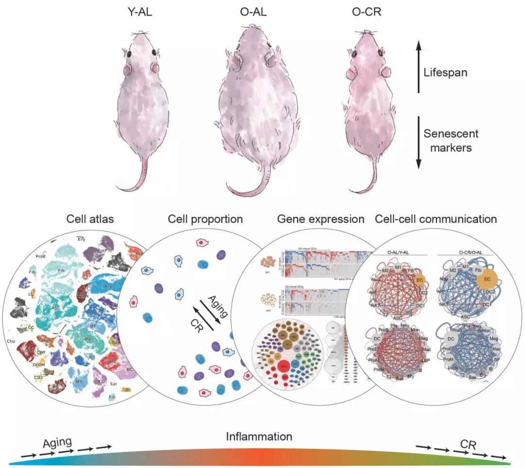 基因治疗神经再生,最新脑科学基因治疗新闻