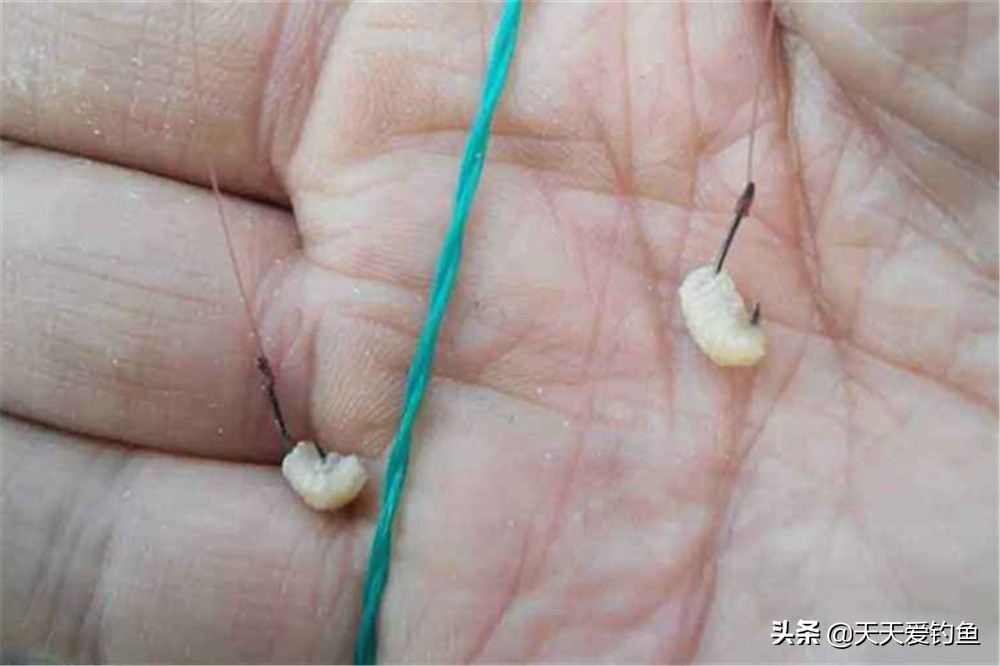 草鱼喜高温吗,草鱼春季降温钓深还是钓浅