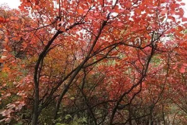 大连哪里的秋色最美呢,大连赏秋景的地方