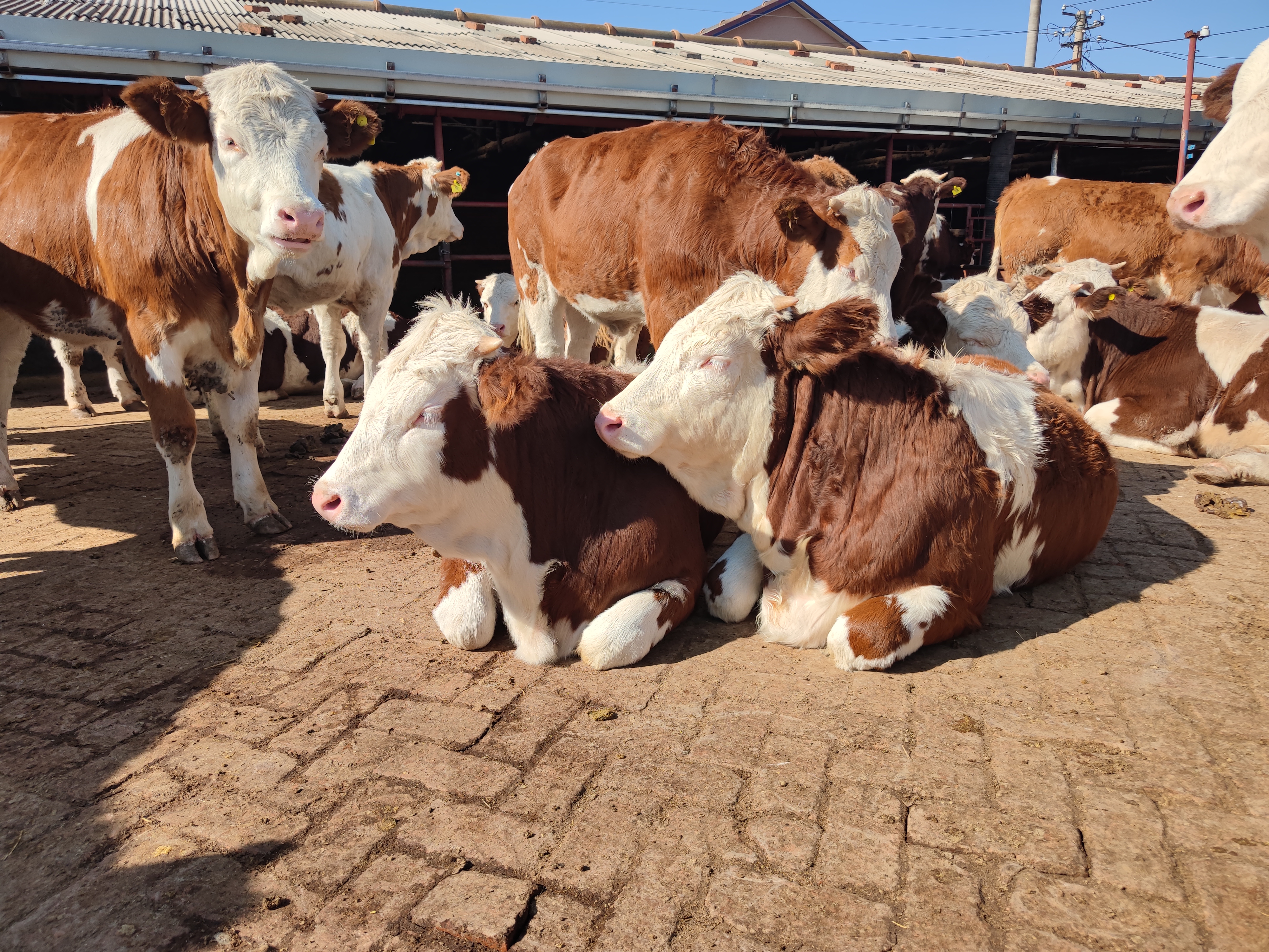 农村养牛怎么赚钱,农村养牛人的出路