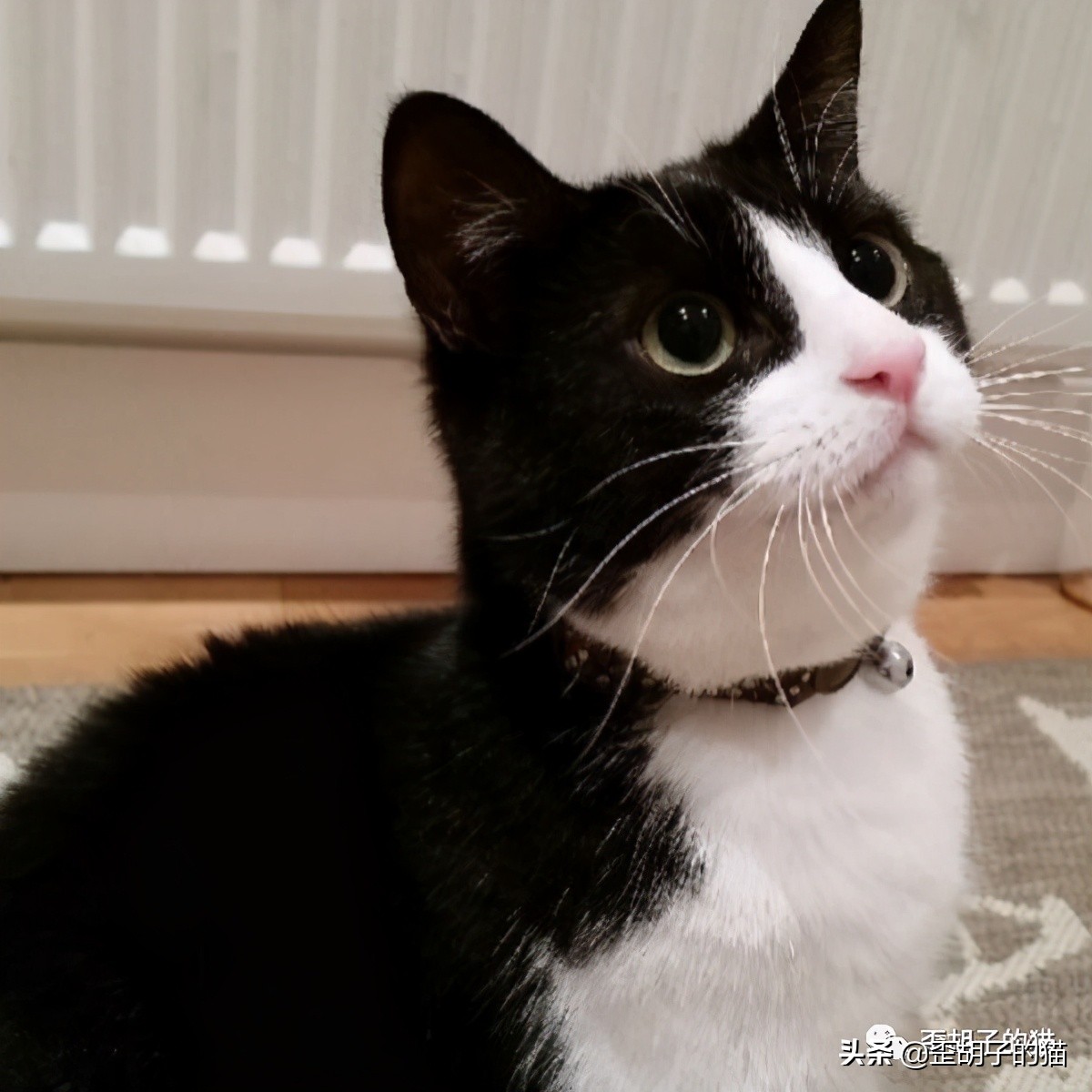 「歪胡子的猫」盘点中美日动漫中的猫咪现实中的样子