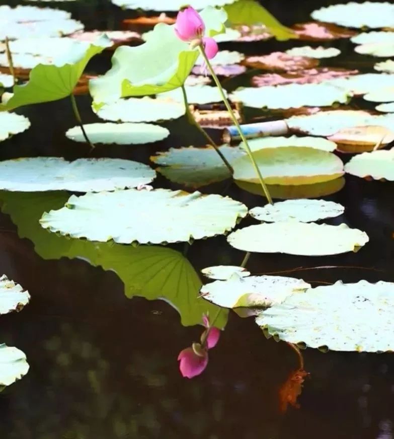 干货丨在广州来这拍照就对啦,制霸朋友圈从今天开始