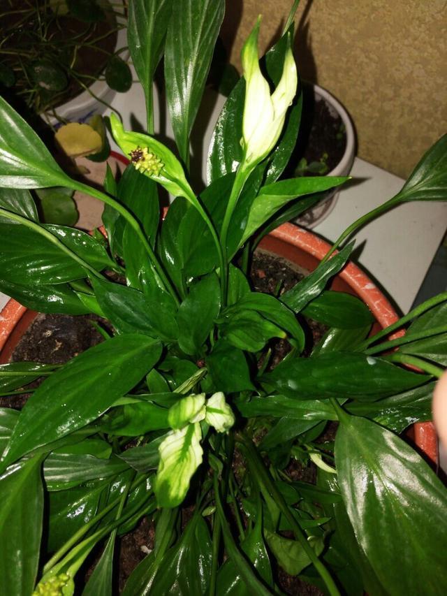 一帆风顺打蔫发黄该怎么办,一帆风顺叶子发蔫变黑的补救方法