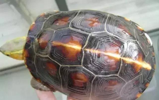 三线闭壳龟和潘氏闭壳龟区别,金头闭壳龟和三线闭壳龟同池