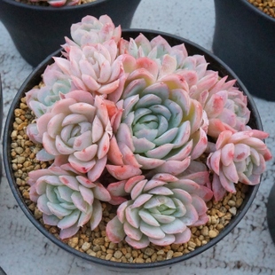 夏季养多肉就养冰莓，不休眠，不怕晒，越晒越香，状态还好