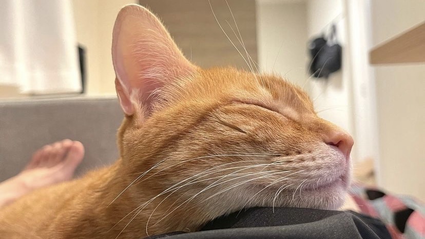 猫咪打喷嚏喷出血,宠物猫咪流鼻涕打喷嚏什么症状