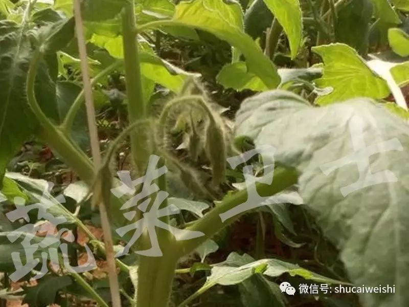 番茄为什么会无头,番茄无头什么原因