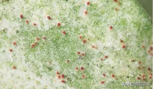 哪些红蜘蛛药能杀成螨,红蜘蛛的药可以杀蚜虫吗