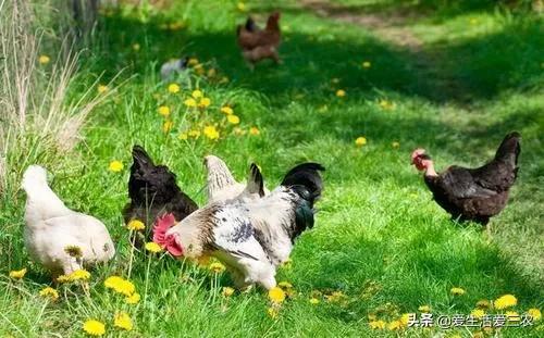 利润很吓人10个冷门农村创业项目,55到65岁在农村能创业什么项目