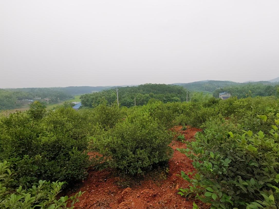 打造农业产业创新发展模式,现代农业产业融合发展项目