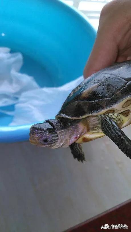 龟的腐皮腐甲严重怎么办,龟的腐皮需要弄掉吗