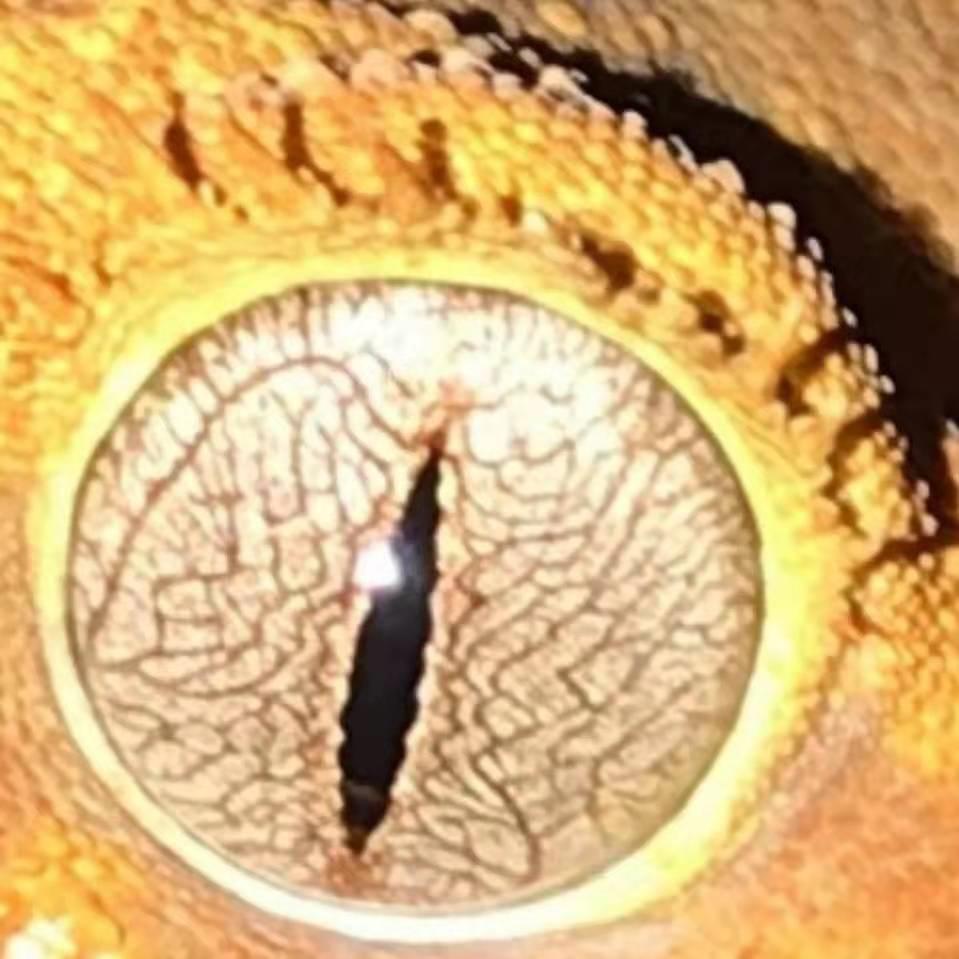 中华蟾蜍的快乐饲养法——养蛤心得分享|肆养来稿