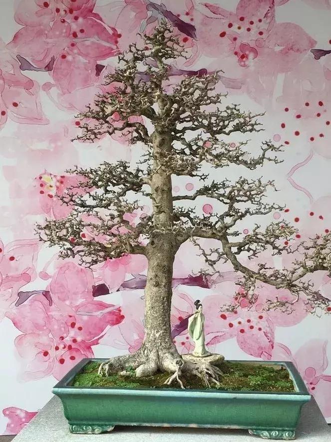 西北盆景树种100种,最值得收藏的六种盆景树种是哪种