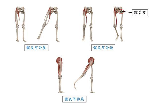 性感翘臀如何打造？为你揭开“蜜桃臀”背后的秘密