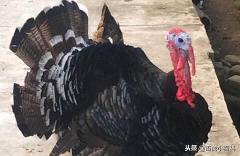 火鸡和普通的鸡,火鸡养10只一年利润多少