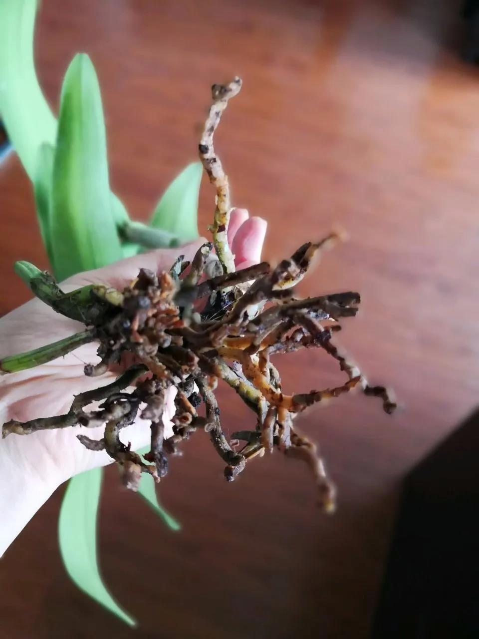 养花土的虫子怎么消灭最好,养花去除小虫子的妙招