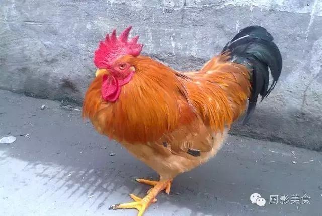 全世界的鸡都在这了，有你认识的吗？