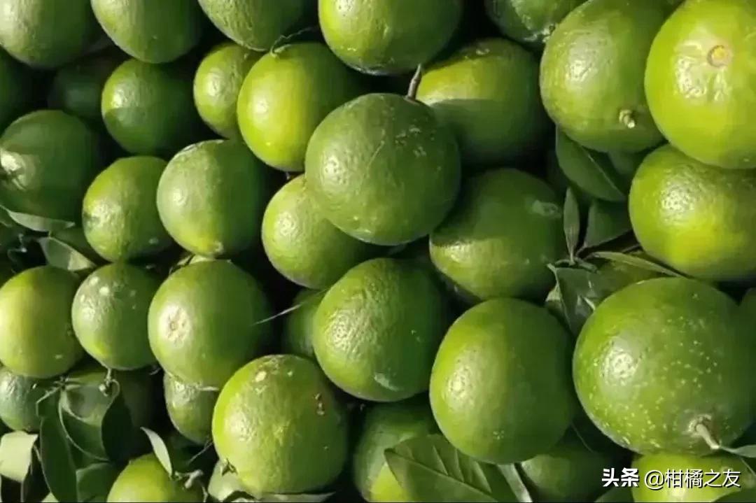 今秋砂糖柑价格,贺州市钟山县贡柑青果