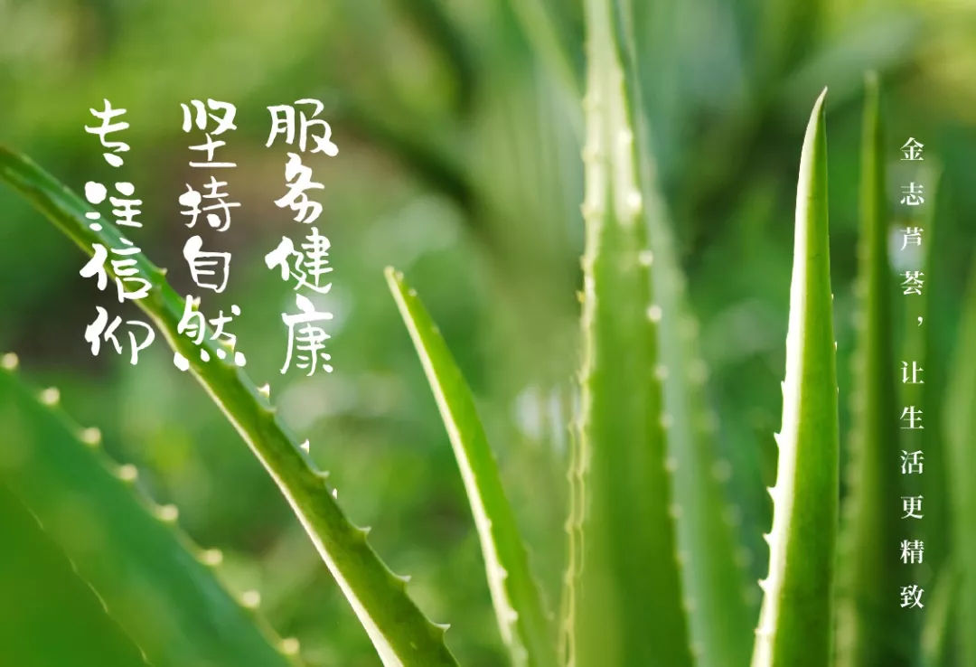 跨越20年的芦荟情谊