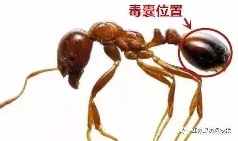 只因在草丛中被你咬一口，再也没能忘掉那感受