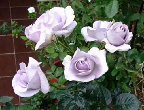 最漂亮10种微型月季,新手必入这8种月季漂亮好养