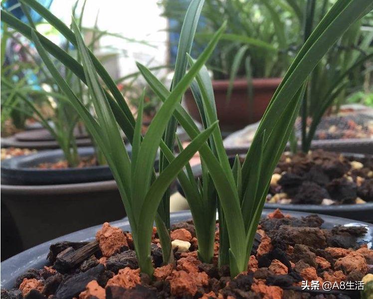 春兰名品兰花,春兰兰花名品图鉴