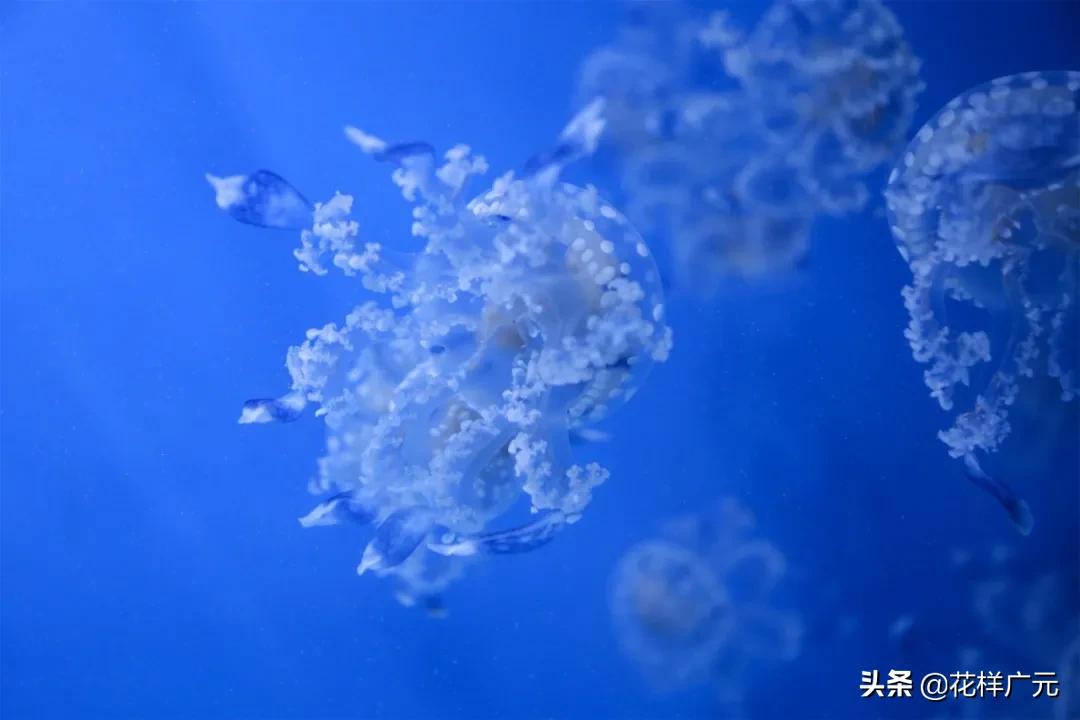 广元卡尔海洋世界,广元市卡尔海洋世界怎么去