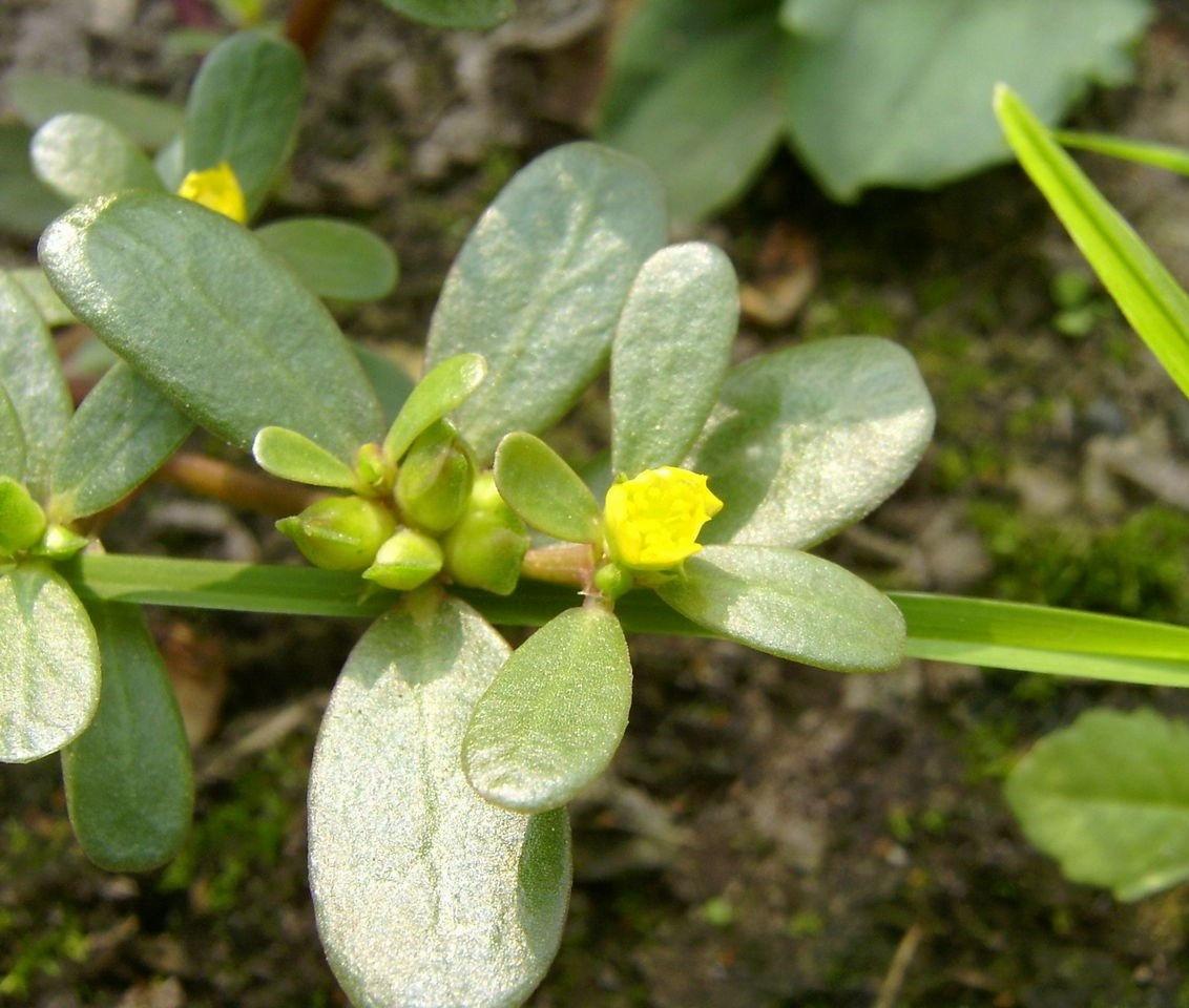 蒸马齿苋的正确做法,家乡美食马齿苋上锅蒸一蒸