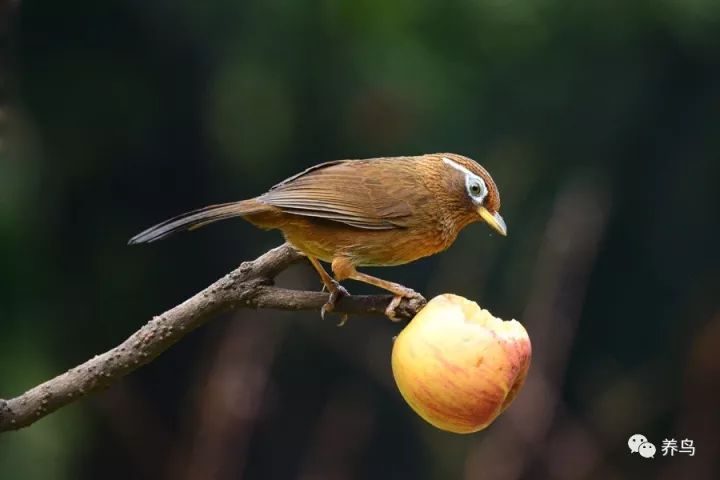 画眉尾部的重要性