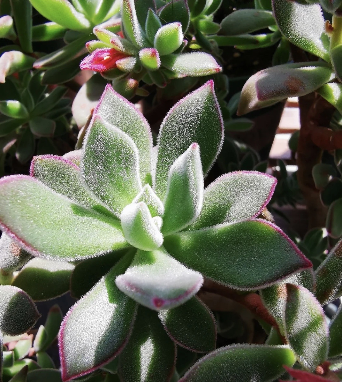 最美最好养的多肉法师,最美的多肉植物排名