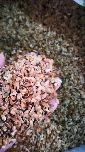 如何种香椿苗芽苗菜,临沂香椿无土栽培芽苗菜基地