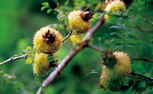 澳洲兔子泛滥为什么不抓来吃,为什么澳洲兔子不能吃