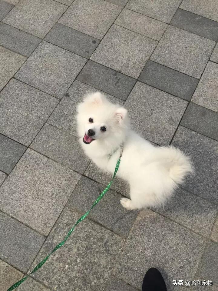 银狐犬爱掉毛吗,银狐犬讨人喜欢