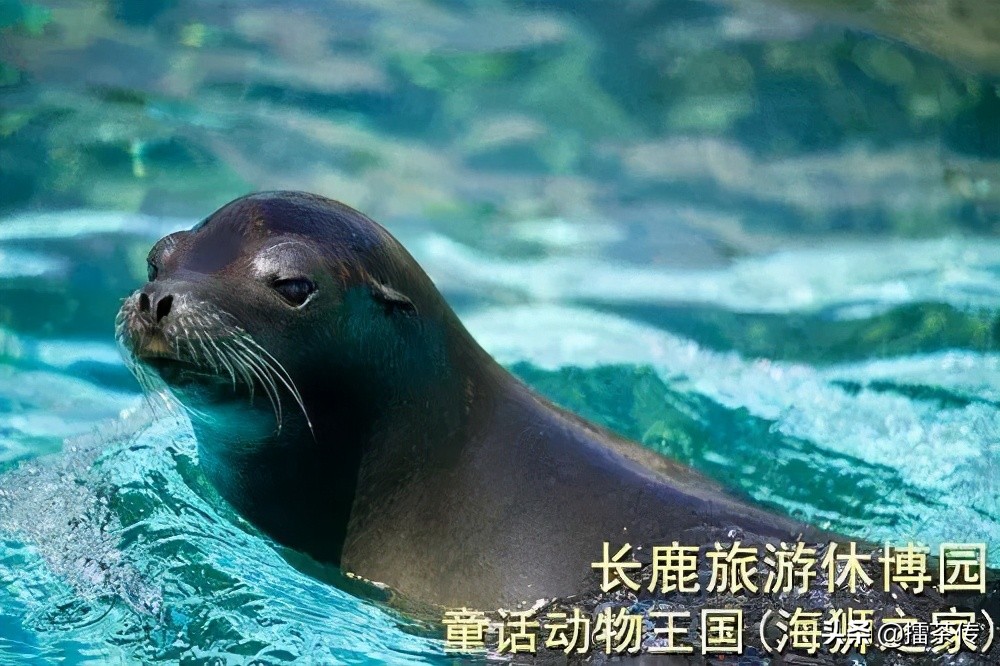 童话动物王国卡组,童话动物王国