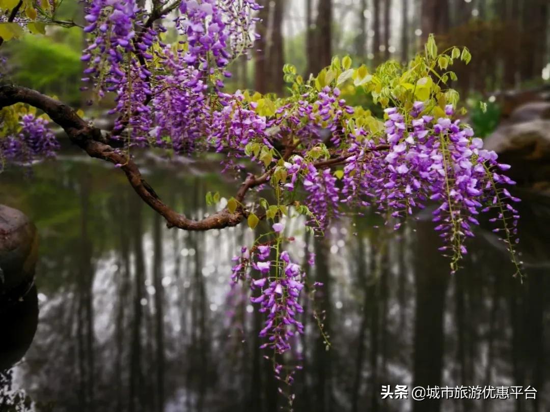 紫藤挂云木花蔓宜阳春下一句,紫藤挂云木花蔓宜阳春整首诗