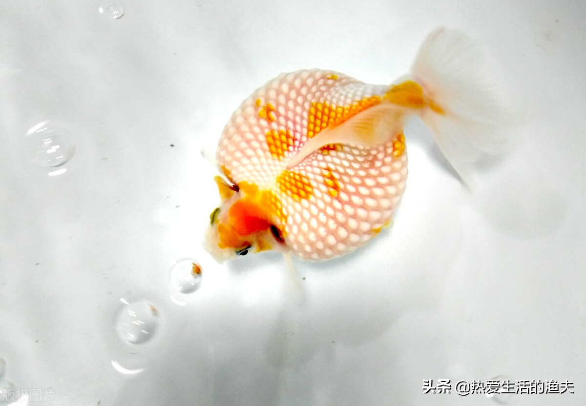 金鱼容易生病怎么办,金鱼要怎么养才能活得更久