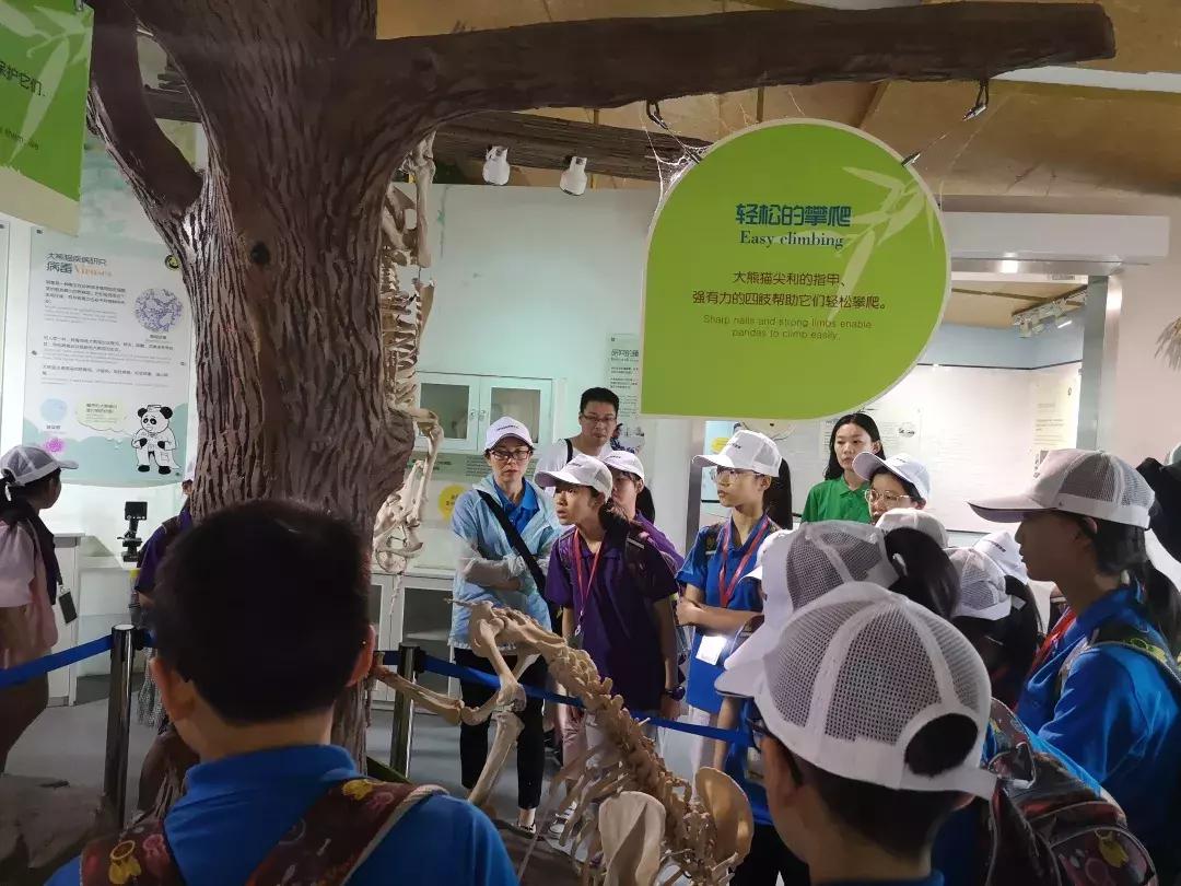 讲解大熊猫,大熊猫科普上课