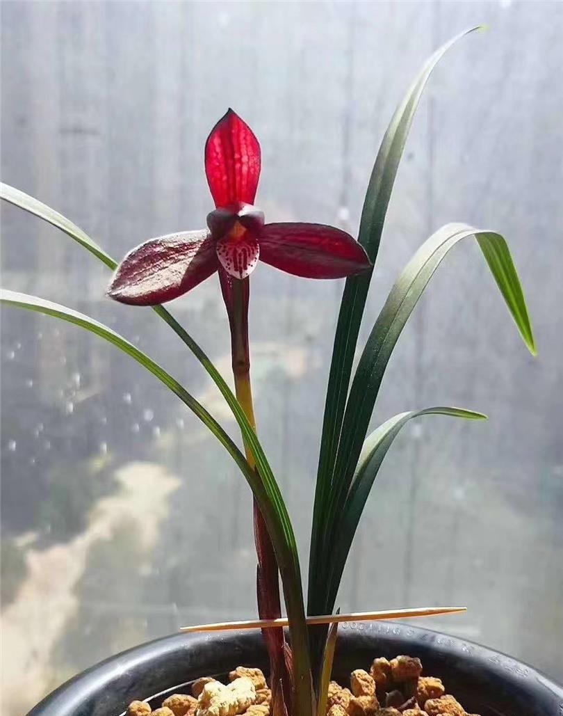 贵州桐梓县春兰,桐梓县产出的最美的兰花