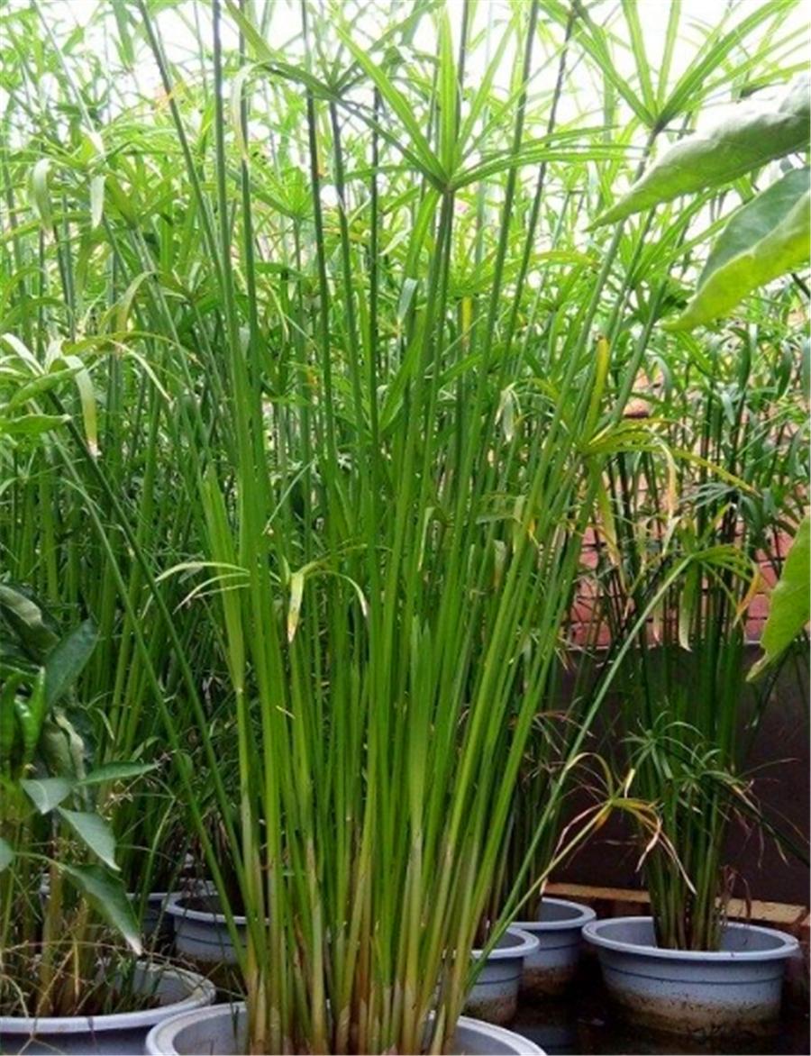 水竹黄叶干剪了底部根要一起剪吗,水竹黄叶剪根是剪叶还是剪茎