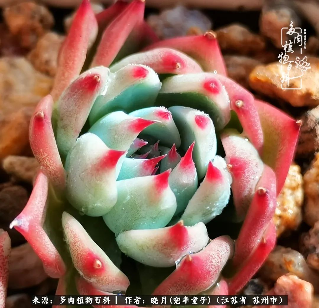 六年时间环游22个国家,却被多肉小萌物征服