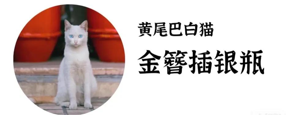 古代猫名字,古代猫的名字