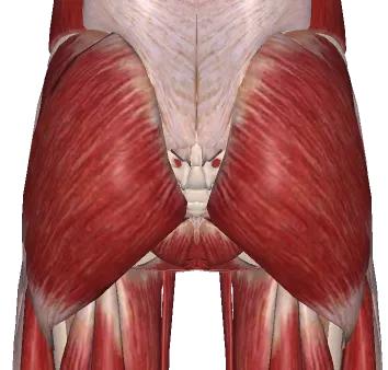缓解孕期骨盆痛的瑜伽动作,缓解孕期盆骨神经痛