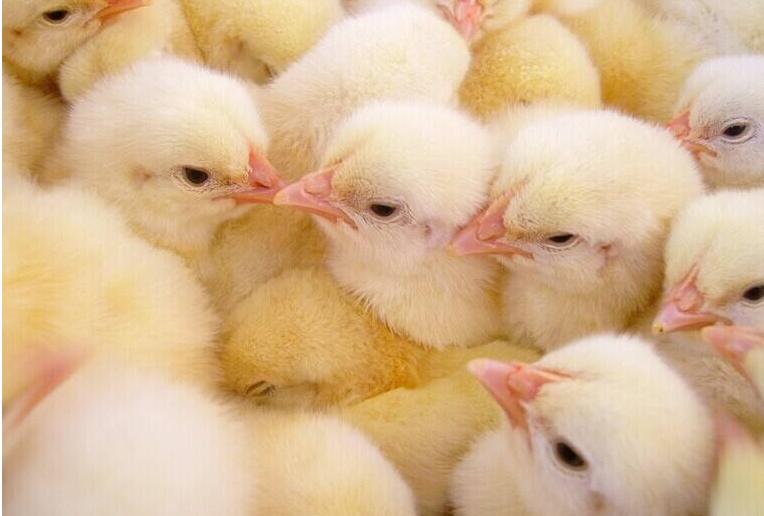 农村养鸡技术与方法详细讲解,养鸡怎么养降低成本的技巧