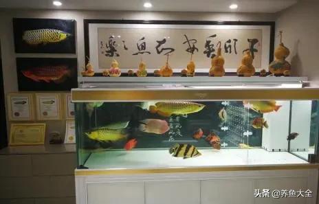 自制生态鱼缸循环系统,自制鱼缸底滤视频教程