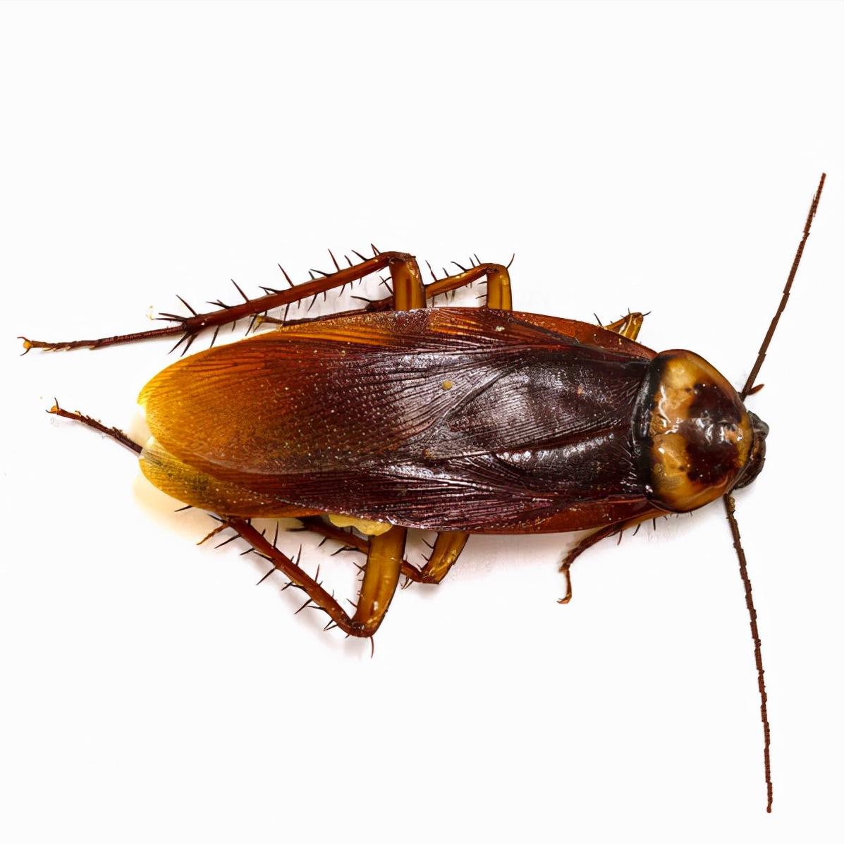 各种虫子美食大总结,关于虫子的重口味美食