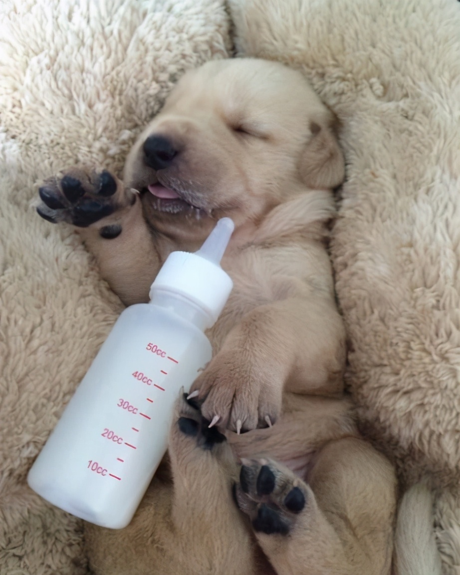 新手养狗不妨养这5种好养又不臭,新手养狗的一些必备常识