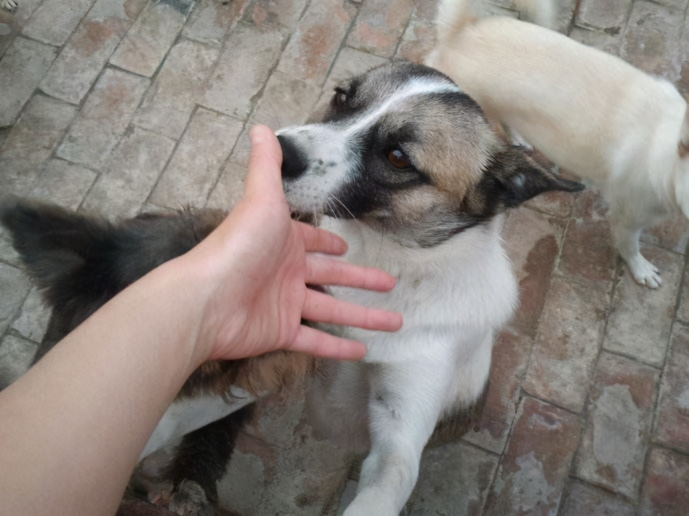 狗狗舔主人的手是什么意思,狗狗舔主人的鼻子是怎么回事